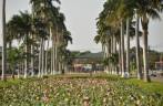 Avenida principal de Nickerie, com palmeiras e muitas flores de Lotus (Suriname)